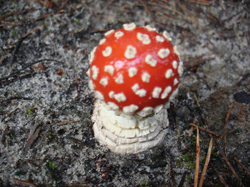 Close-up of mushroom in forest