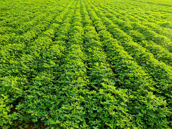 High angle view of corn field