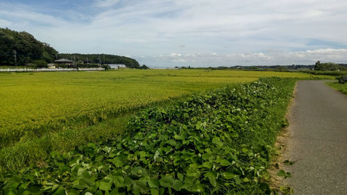 Scenic view of agricultural field against sky