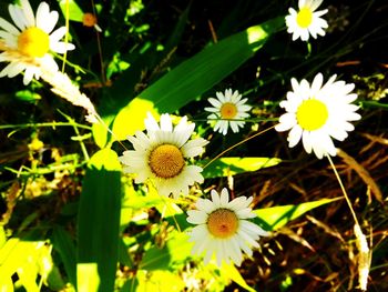 Close-up of white daisy flowers