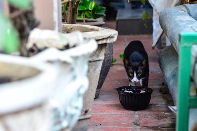 Cat by bowl in back yard