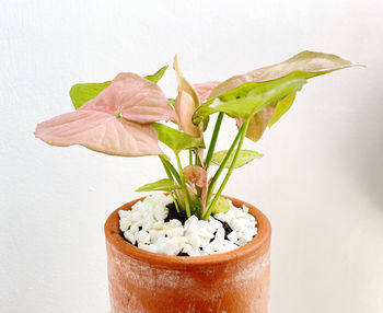 Close-up of potted plant against white background