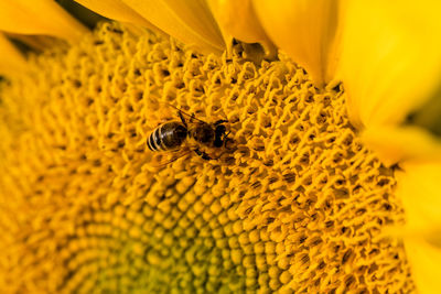 Close-up of bee pollinating on yellow flower