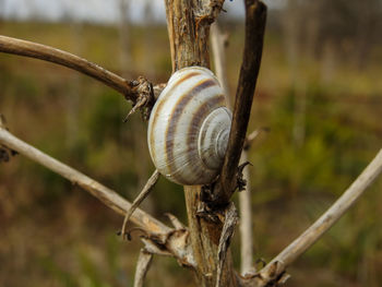snail