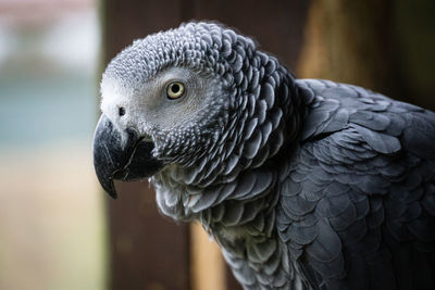 Close-up of a bird