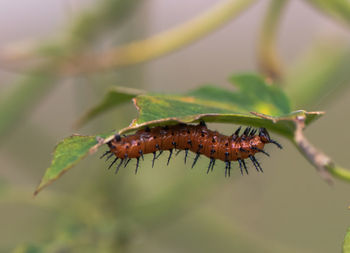 Close-up of insect on plant