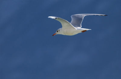 Low angle view of seagull flying