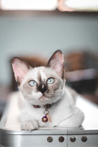 Close-up portrait of a cat