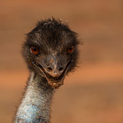 Close-up portrait of ostrich