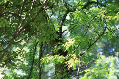Low angle view of trees in forest