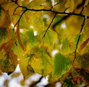 Close-up of tree during autumn