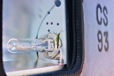 Close-up of insect on glass