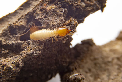 Close-up of insect on rock