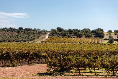 Vineyards on a priorat, catalonia, spain