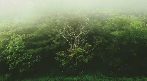 Scenic view of forest