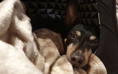 Close-up of dog resting