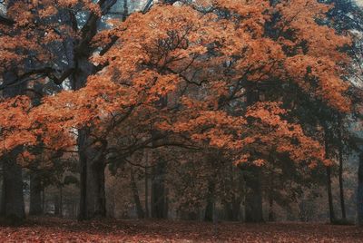 Trees on field during autumn