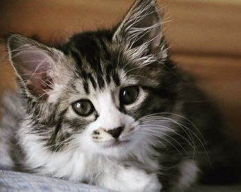 Close-up portrait of cat