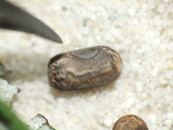 Close-up of shell on rock