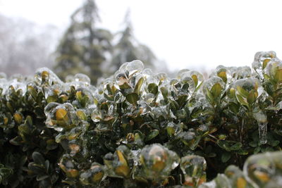 Close-up of snow on plants