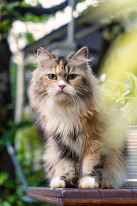 Portrait of cat sitting outdoors