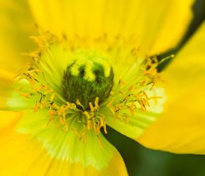 Close-up of insect on yellow flower