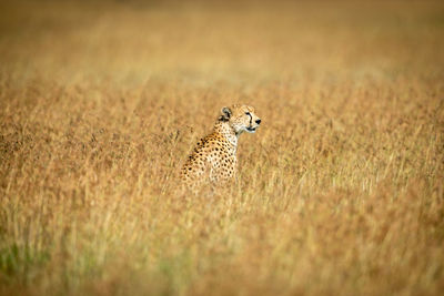 Cheetah sitting on land