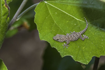 Close-up of insect on leaf