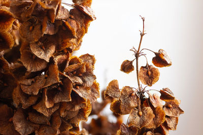 Rumex confertus willd, dried flowers and seeds