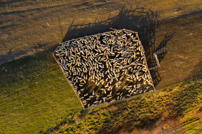 Aerial view of sheep on field