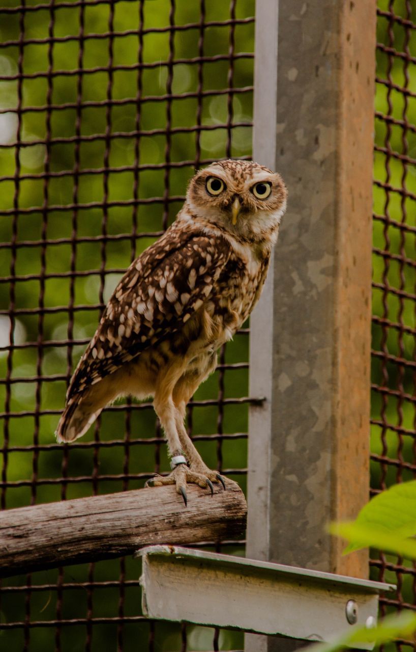 PORTRAIT OF OWL PERCHING ON CAGE