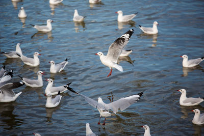 Birds flying over lake