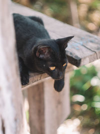 Close-up portrait of black cat