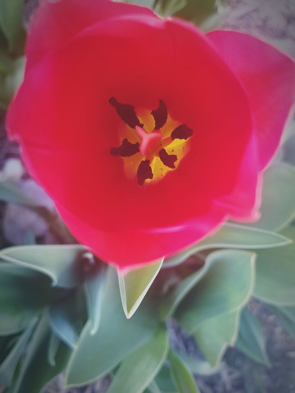 nature, flower, red, fragility, petal, plant, focus on foreground, close-up, beauty in nature, flower head, no people, freshness, growth, outdoors, day