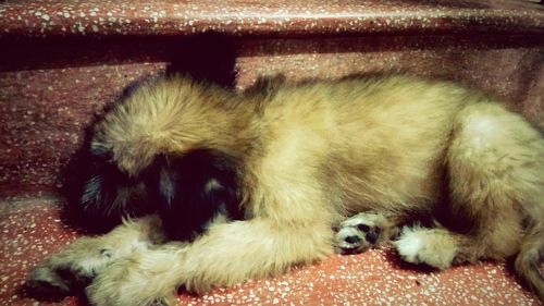 Close-up of dog relaxing on floor