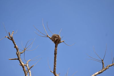 Low angle view of bird perching on tree against clear blue sky