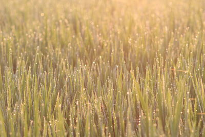 Full frame shot of fresh plants on field