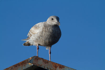 Close-up of seagull perching against clear blue sky