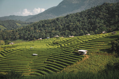 Scenic view of rice field against sky