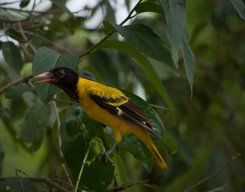 Close-up of bird perching on tree