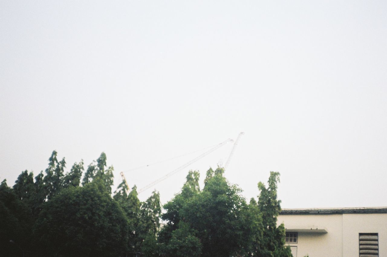 LOW ANGLE VIEW OF TREES AND PLANTS AGAINST SKY