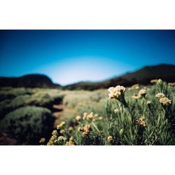 Plants growing on field