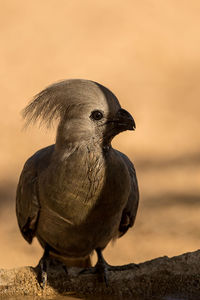 Close-up of bird