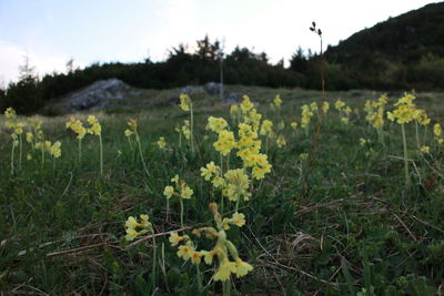 Yellow flowering plants on field