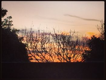 Silhouette of trees at sunset