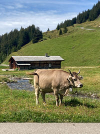 Cow standing on field