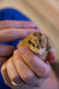 Close-up of a hand holding baby creme legbar chicken