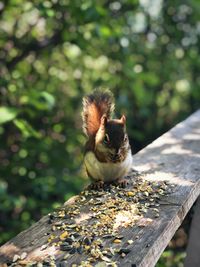 Portrait of squirrel on wood