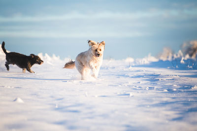 View of a dog on snow covered landscape