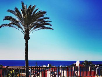 Palm trees on beach against clear blue sky